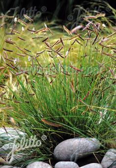 BOUTELOUA gracilis   Portion(en)