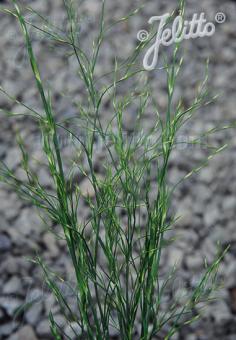 CALOPSIS paniculata   Portion(en)