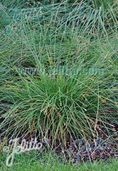 CAREX muricata   Portion(s)