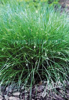 CAREX remota   Portion(s)