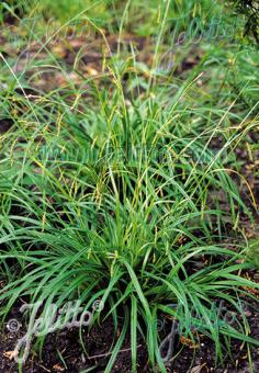 CAREX sylvatica   Gram