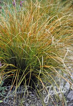 CAREX testacea   Gram