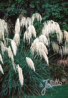 CORTADERIA richardii   Portion(en)