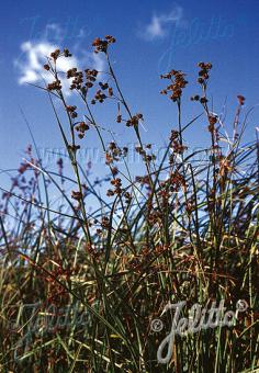 CLADIUM mariscus   Portion(s)