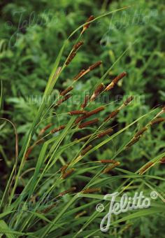 CAREX shortiana   Portion(en)