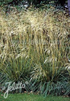 DESCHAMPSIA cespitosa   Portion(s)