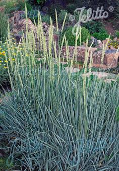 ELYMUS arenarius   Portion(en)