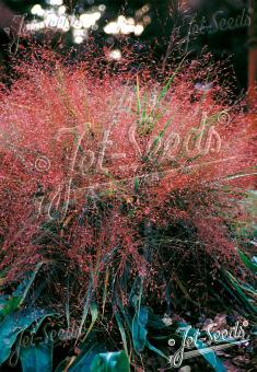 ERAGROSTIS spectabilis   Portion(s)