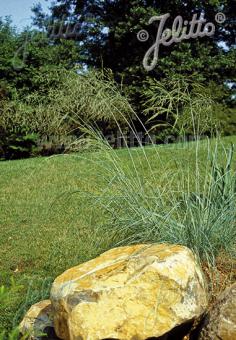 ERAGROSTIS elliottii   Portion(s)