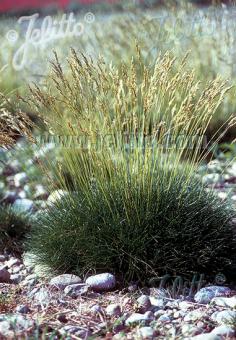 FESTUCA gautieri   Portion(en)