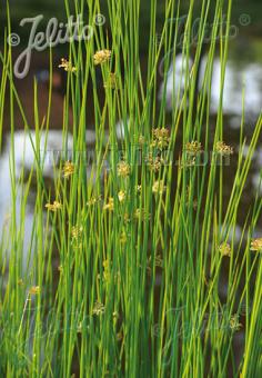 JUNCUS effusus   Portion(en)