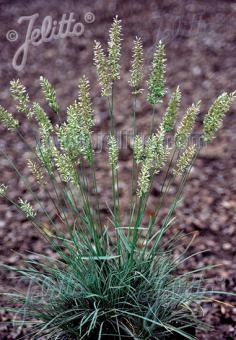 KOELERIA vallesiana  'Mountain Breeze' Portion(en)