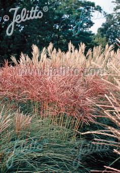 MISCANTHUS sinensis  'Neue Hybriden' Portion(en)