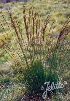 MOLINIA caerulea ssp. caerulea   Portion(s)