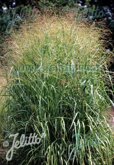 PANICUM virgatum  'Emerald Chief' Portion(en)