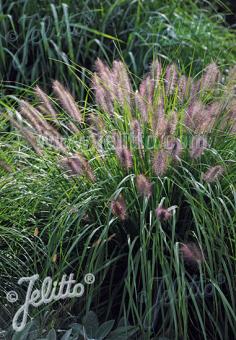 PENNISETUM alopecuroides   Portion(s)