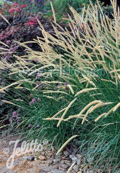 PENNISETUM macrourum   Portion(en)