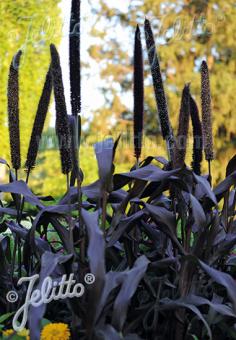 PENNISETUM glaucum  'Purple Baron' Portion(en)