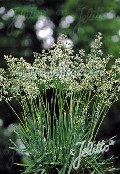 POA alpina   Portion(s)