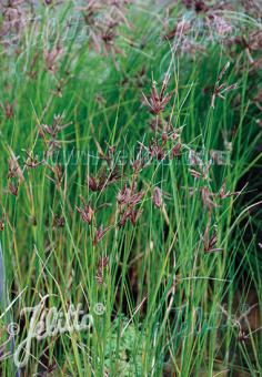 BOLBOSCHOENUS maritimus   Portion(s)