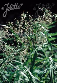 SCIRPUS sylvaticus   Portion(en)