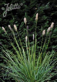 SESLERIA argentea   Portion(en)