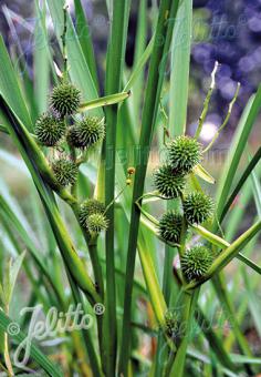 SPARGANIUM erectum   Portion(s)