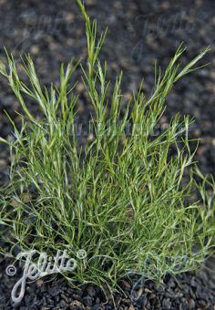 THAMNOCHORTUS cinereus   Portion(s)