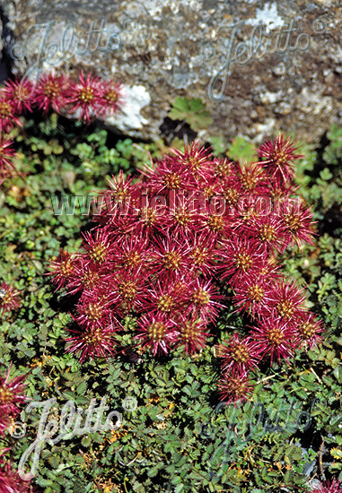 ACAENA microphylla   Portion(s)