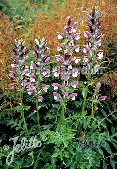 ACANTHUS hungaricus   Portion(s)
