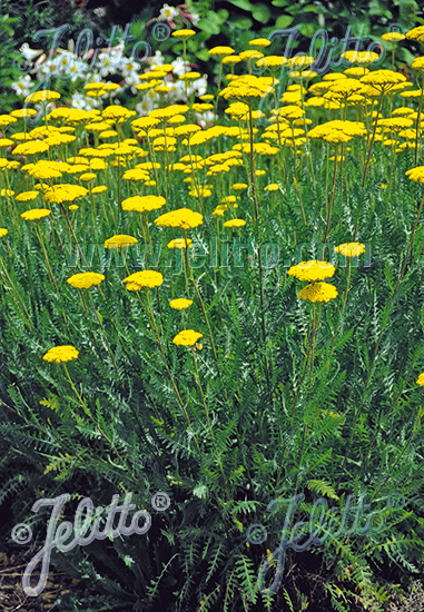 ACHILLEA filipendulina  'Parkers Varietät' Portion(en)