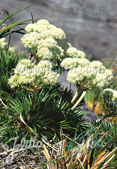 ACIPHYLLA congesta   Portion(s)