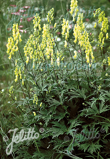 ACONITUM lycoctonum   Portion(en)