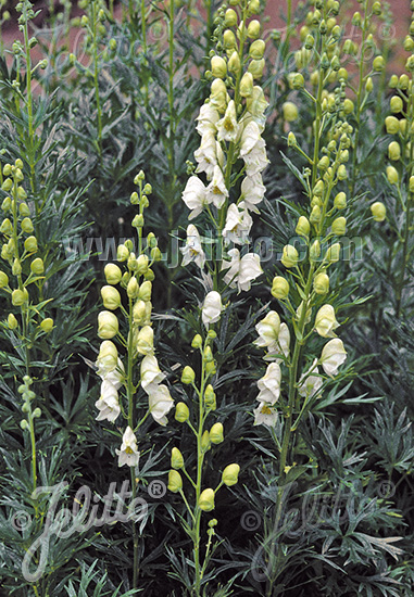 ACONITUM napellus ssp. vulgare  'Albidum' Portion(en)