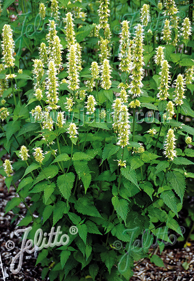 AGASTACHE rugosa f. albiflora   Portion(en)