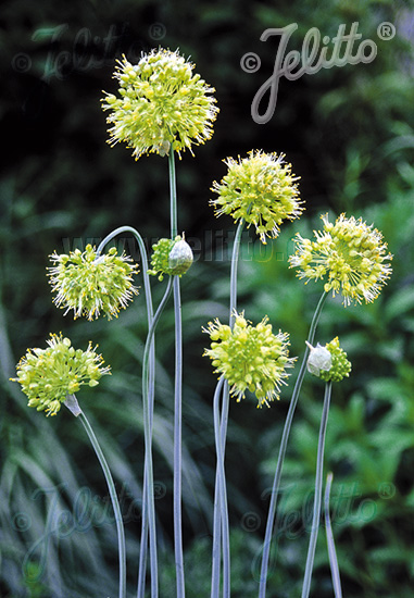 ALLIUM obliquum   Portion(en)