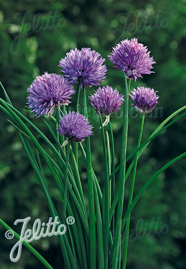 ALLIUM schoenoprasum Ornamental-One Serie 'Purple One' Portion(en)