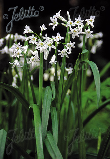 ALLIUM triquetrum   Portion(en)