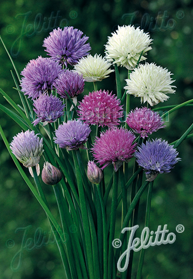 ALLIUM schoenoprasum Ornamental-One Series 'Mixed One' Portion(s)