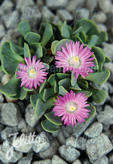 ALOINOPSIS spathulata   Portion(en)