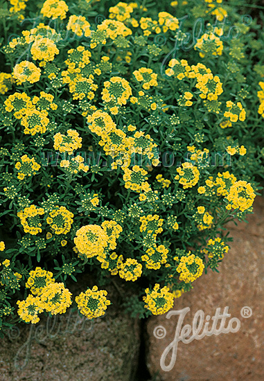 ALYSSUM montanum  'Berggold' Portion(en)