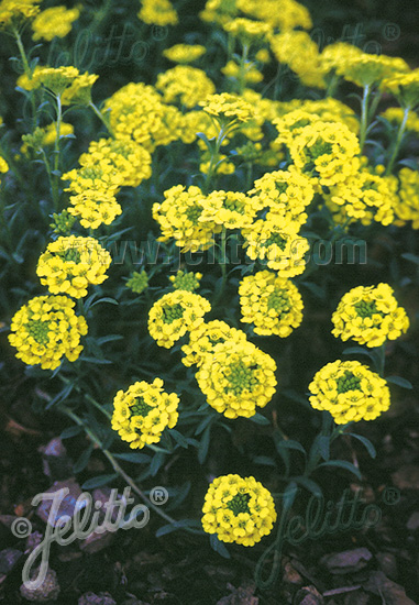 ALYSSUM wulfenianum   Gramm