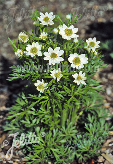 ANEMONE multifida  'Major' Portion(s)