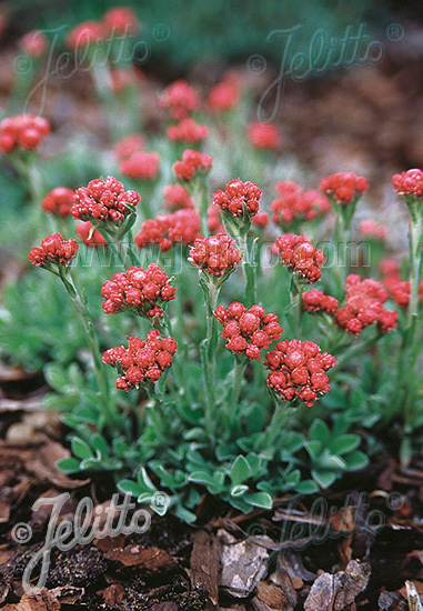 ANTENNARIA dioica  'Rubra' Portion(s)