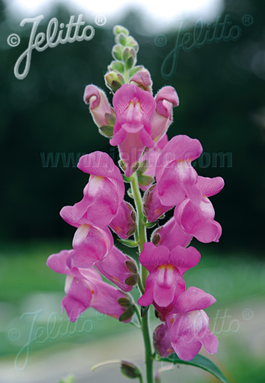 ANTIRRHINUM majus ssp. majus   Portion(s)