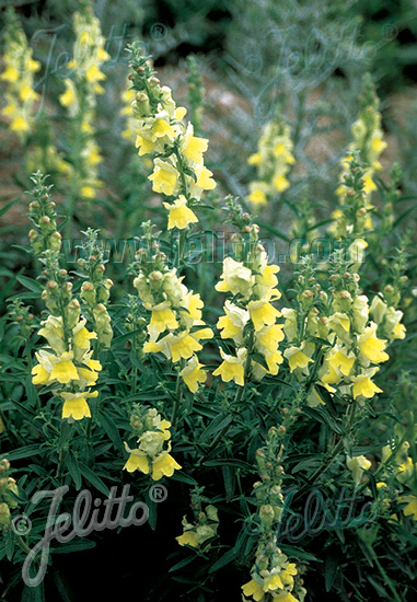 ANTIRRHINUM braun-blanquetii   Portion(en)