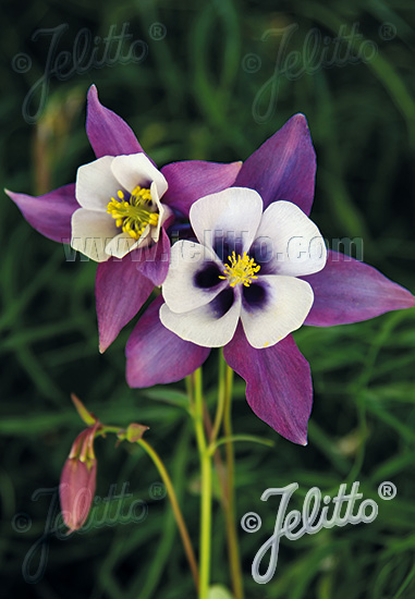 AQUILEGIA Caerulea-Hybr. Earlybird Serie 'Earlybird Purple-White' Portion(en)