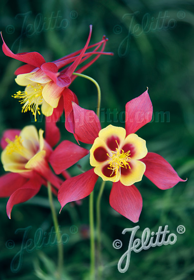 AQUILEGIA Caerulea-Hybr. Earlybird Series 'Earlybird Red-Yellow' Portion(s)