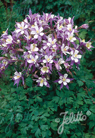 AQUILEGIA Caerulea-Hybr.  'Heavenly Blue' Portion(s)