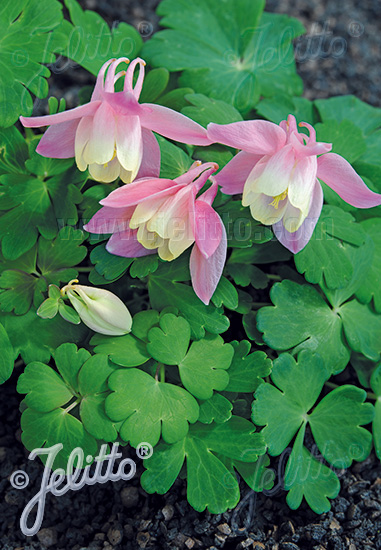 AQUILEGIA flabellata Cameo-Series 'Cameo Pink-White' Portion(s)